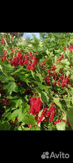 Красная смородина