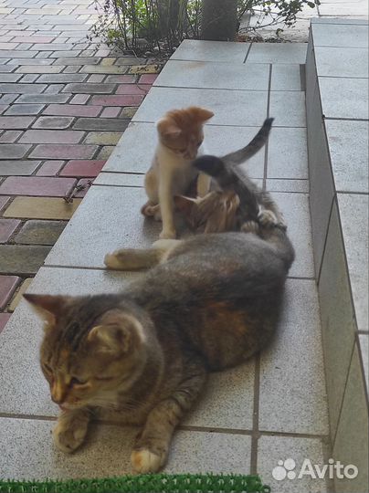 Котята отдам бесплатно