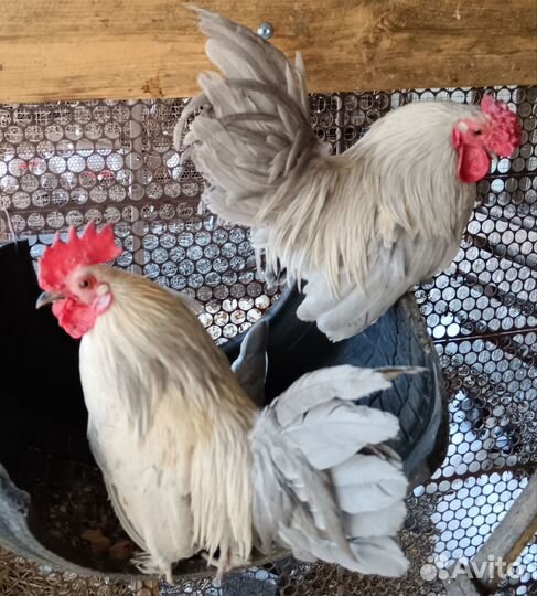 Молодые петухи