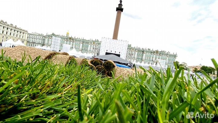 Рулонный газон