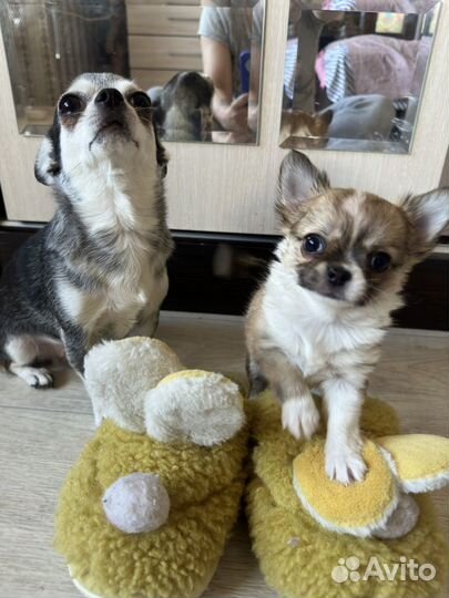 Щенок Чихуахуа