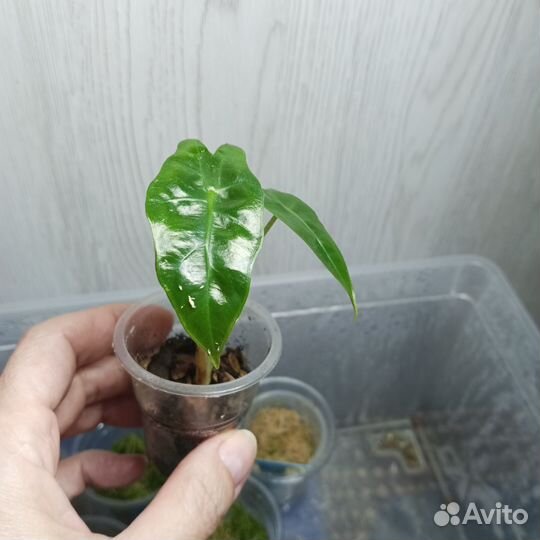 Алоказия Полли