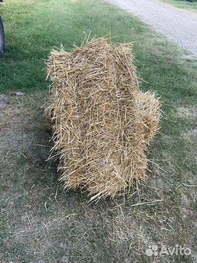 Солома пшеничная в тюках