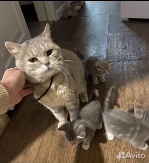 Котик бесплатно