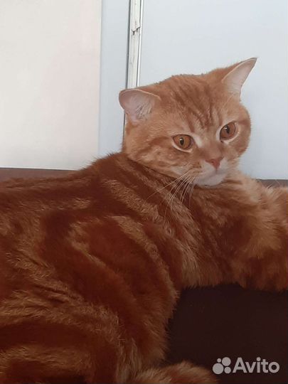 Котик в дар