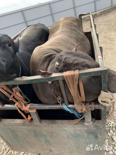 Крупно рогатый скот