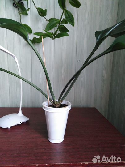 Эухарис амазонская лилия