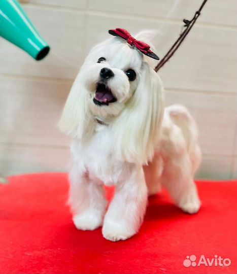 Мальчик Мальтезе