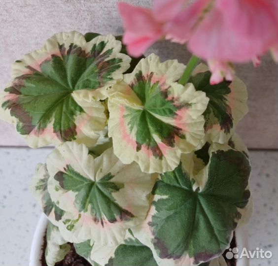 Пестролистные пеларгонии- триколор