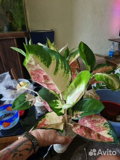 Аглаонема Кочин Триколор