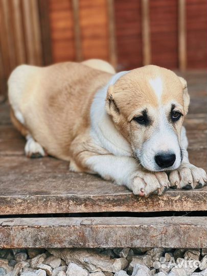 Щенок гигант