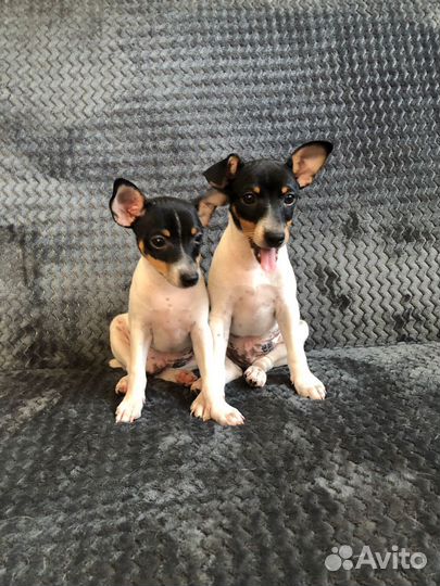 Той фокстерьер