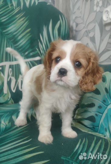 Девочка кавалерка