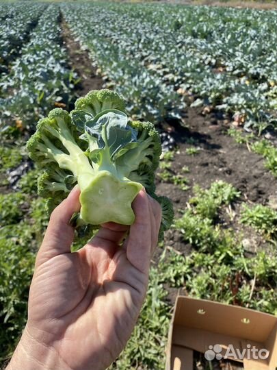 Капуста брокколи