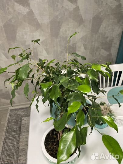 Фикус бенджамина плетеный