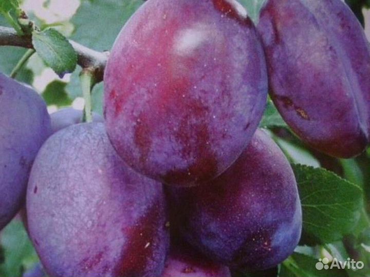 Саженцы Сливы Чакчакская