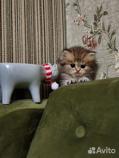 Пушистые комочки хотят к себе домой