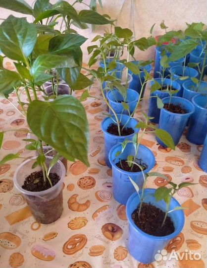 Продаю рассаду