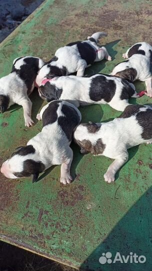 Продажа щенков русская гончая пегая