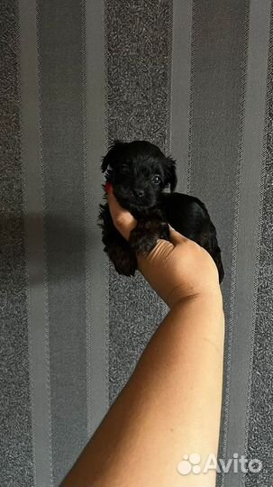Мини мальчики
