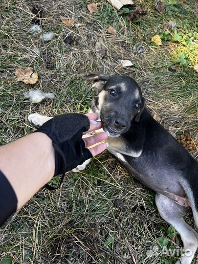 Собака в добрые руки