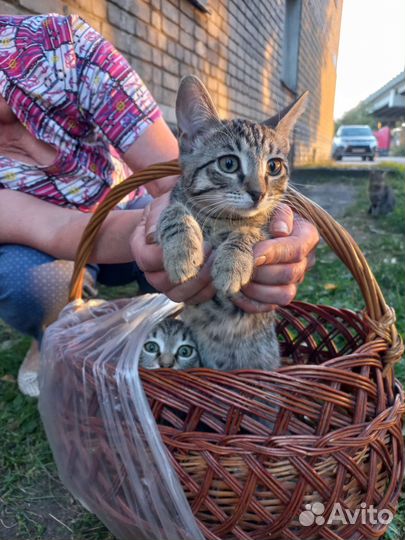 Спасите котят