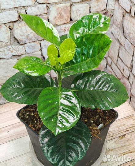 Гардения Belmont