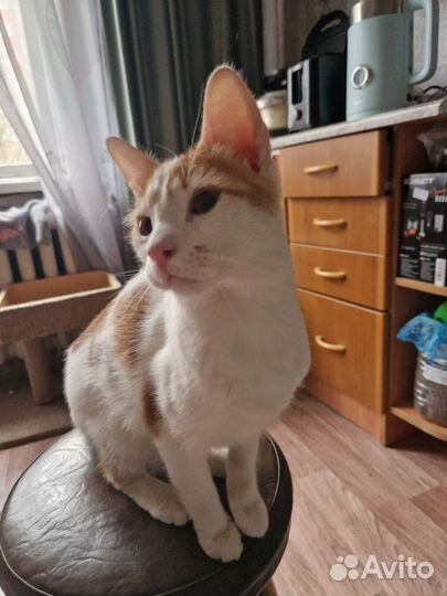 Котик в добрые руки