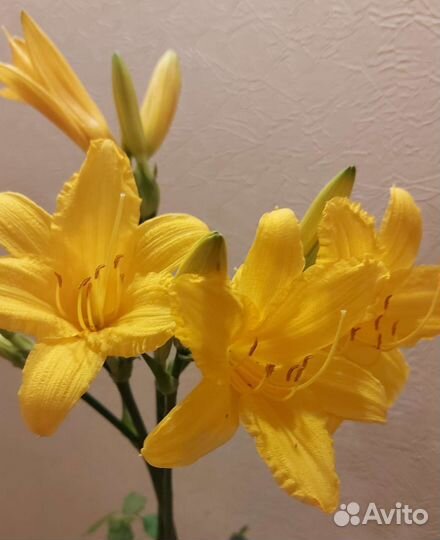 Лилейник Цветок Хорватия Астильба семена укропа