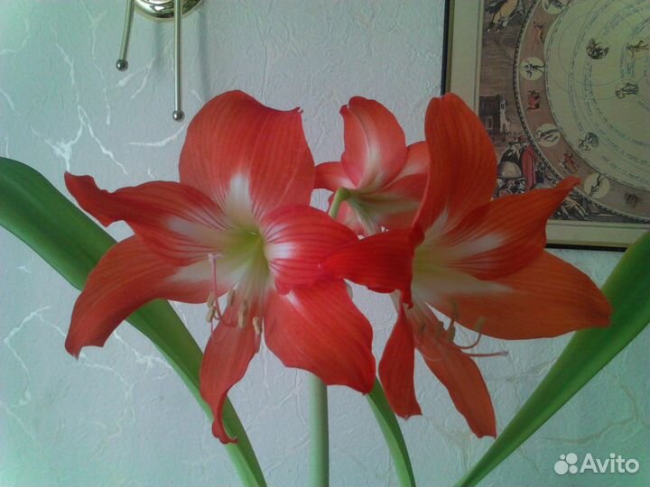 Отводки гиппеаструма красно- белого