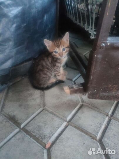 Кошки в добрые руки бесплатно