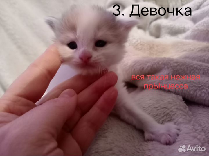 Котята в добрые руки