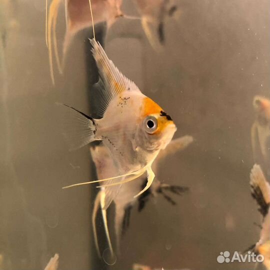 Рыбки скалярии жемчужные