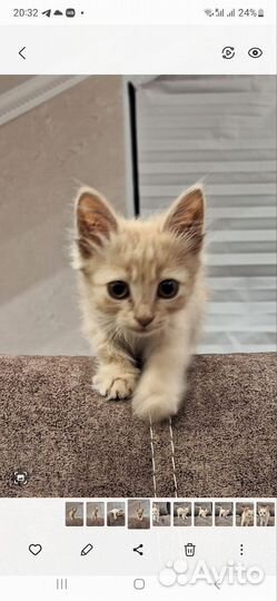 Рыжий котенок Симба в добрые руки