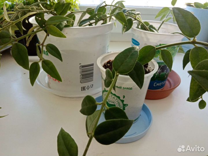 Хойя Белла прекрасная