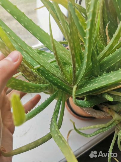 Алоэ вера домашнее растение