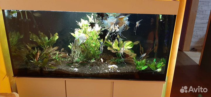 Аквариумный комплекс 450л