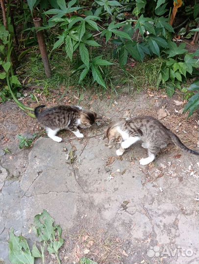 Котята в добрые руки бесплатно