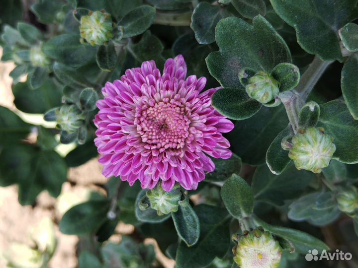 Хризантемы мультифлора