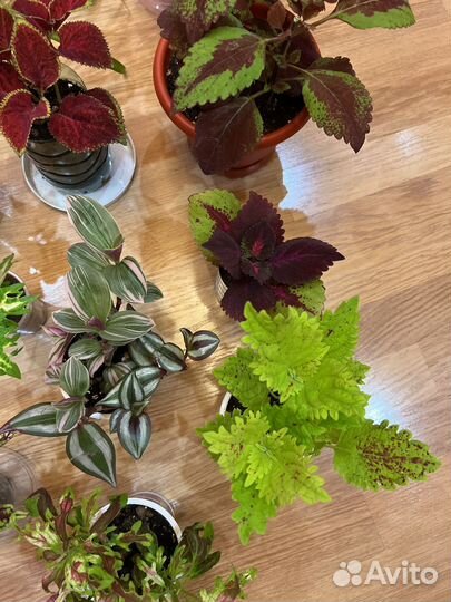 Комнатные цветы