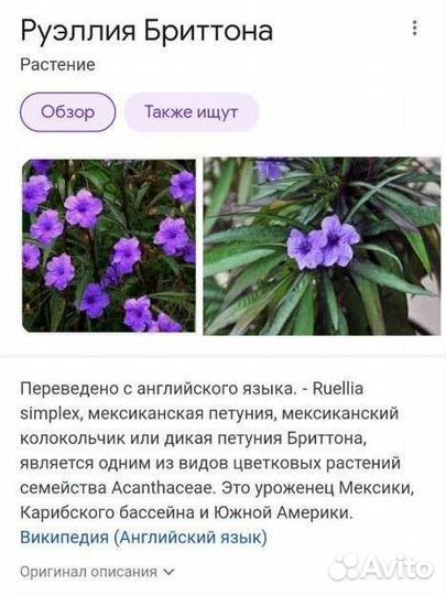 Руэллия Бриттона