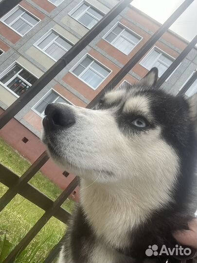 Сибирский хаски