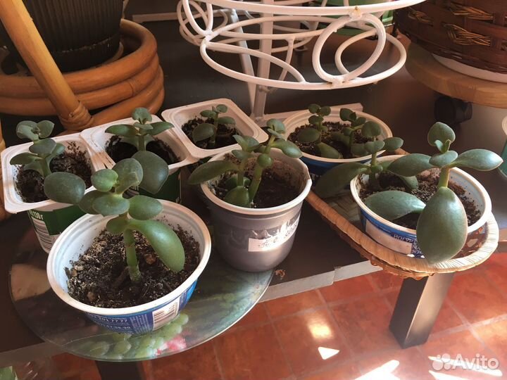 Отросток денежного дерева. Толстянка