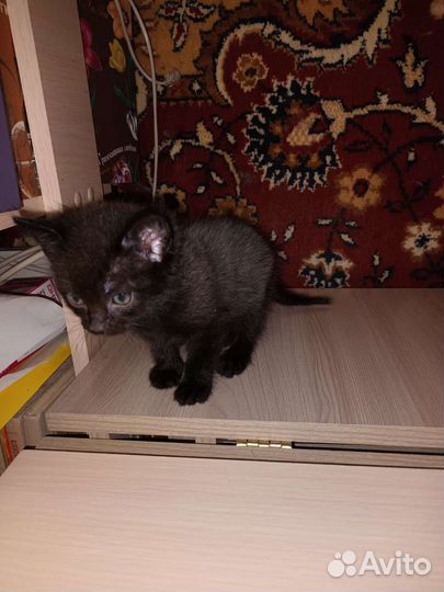 Анатолийский котик