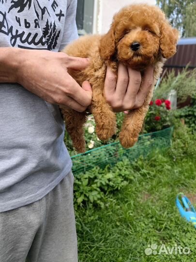 Миниатюрный пудель, от чемпиона