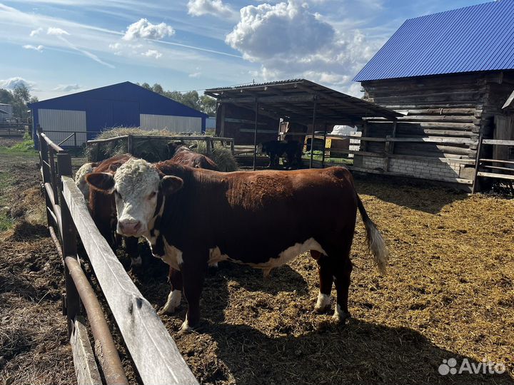 Быки герефорд