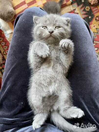 Шотландские котята