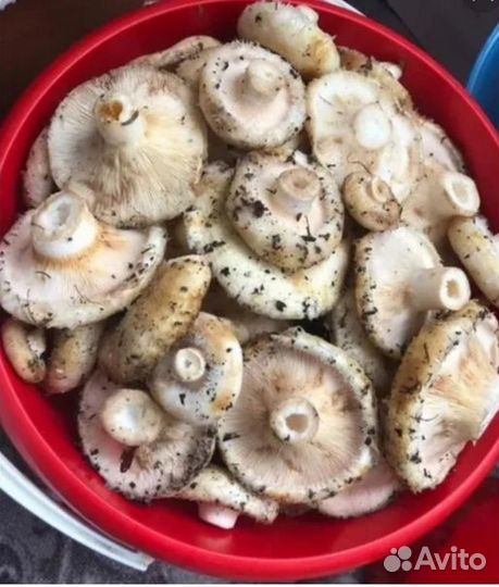 Грибы грузди осиновые свежие