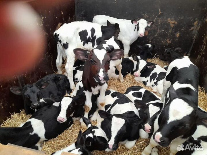 Телята бычки тёлки доставка бесплатная