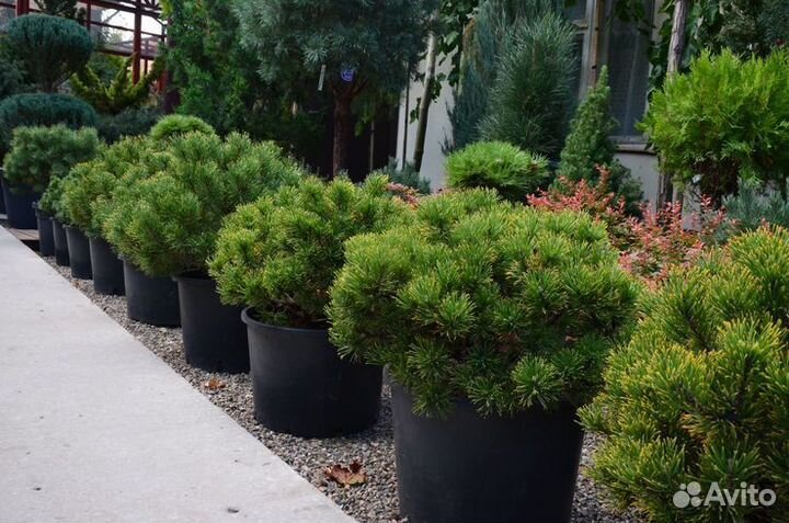 Сосна Винтер Голд